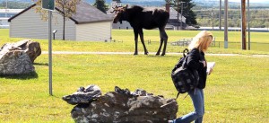 moose on campus